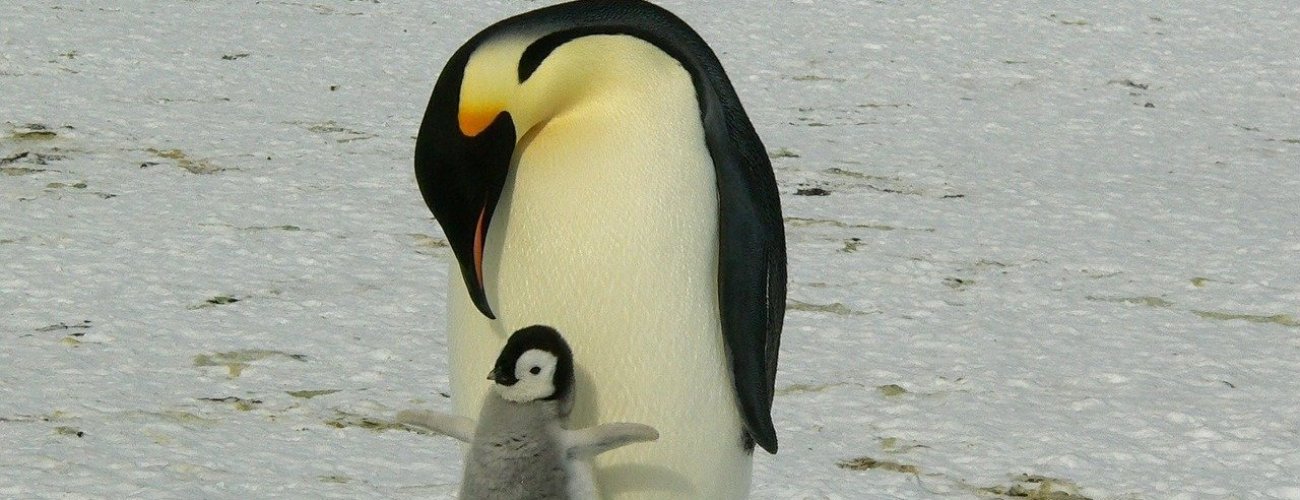 El Ministerio de Relaciones Exteriores celebra el Día de la Antártica Chilena